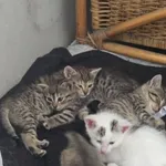 Kot do adopcji