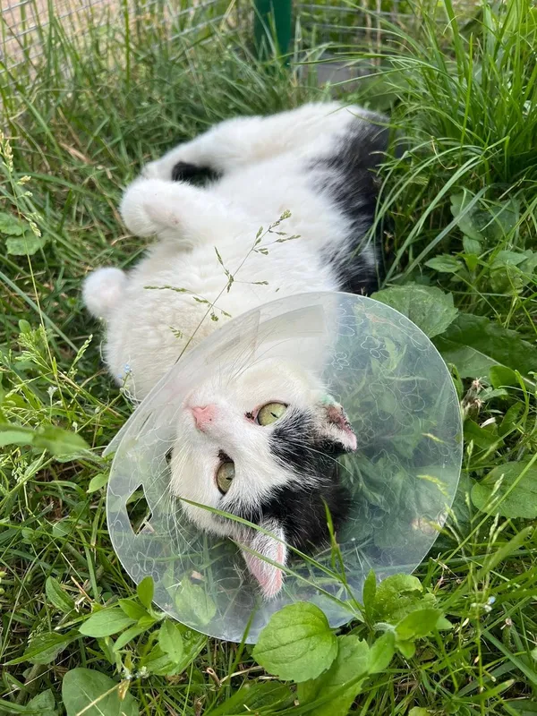 Kot do adopcji, Tychy, 21 maja 2026