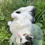 Kot do adopcji