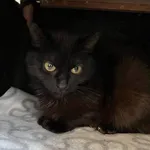 Kot do adopcji