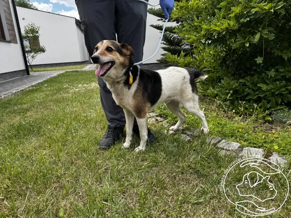 Pies do adopcji, Chełmek, 13 czerwca 2026