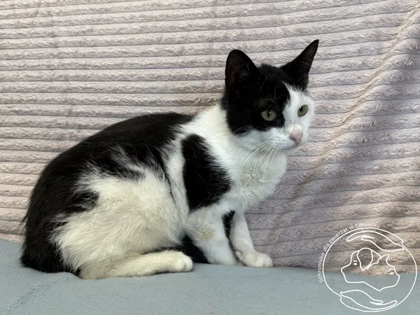 Kot do adopcji, Chełmek, 19 czerwca 2026