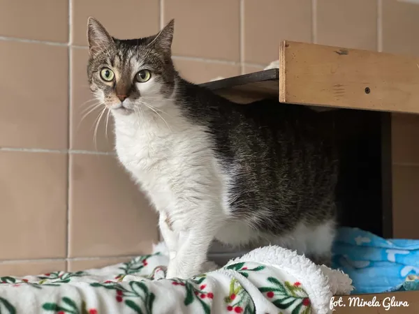 Kot do adopcji, Bydgoszcz, 4 lipca 2026 (2/5)