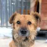 Pies do adopcji