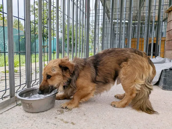 Pies do adopcji, Korabiewice, 4 lipca 2026 (3/3)