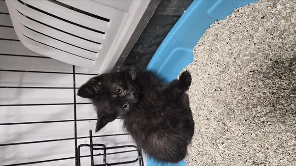 Kot do adopcji, Choszczno, 3 lipca 2026