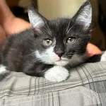 Kot do adopcji