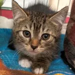Kot do adopcji