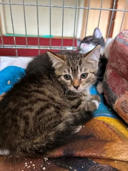 Kot do adopcji, Głowno, 5 lipca 2026 (4/4)