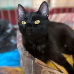 Kot do adopcji