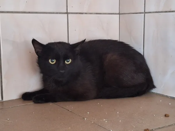 Kot do adopcji, Orzechowce, 6 lipca 2026 (1/3)