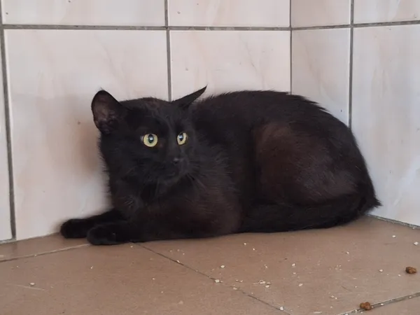 Kot do adopcji, Orzechowce, 6 lipca 2026 (2/3)
