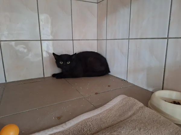 Kot do adopcji, Orzechowce, 6 lipca 2026 (3/3)