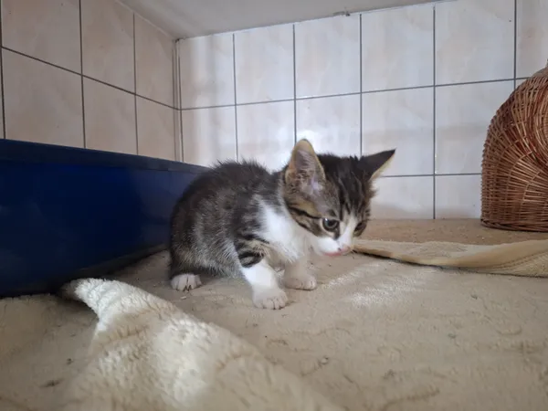 Kot do adopcji, Orzechowce, 6 lipca 2026 (2/4)