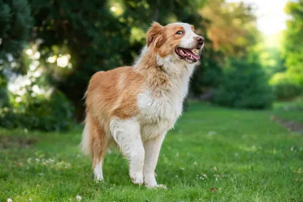 Pies do adopcji, Nowodwór, 5 lipca 2026 (2/5)