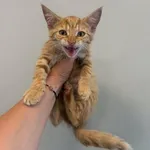 Znaleziono kota