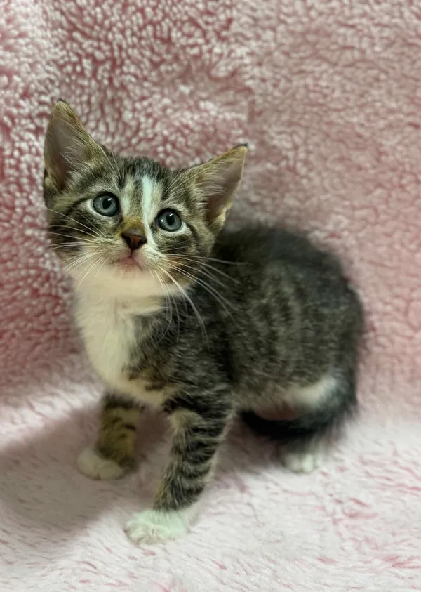 Kot do adopcji, Bydgoszcz, 7 lipca 2026