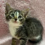 Kot do adopcji