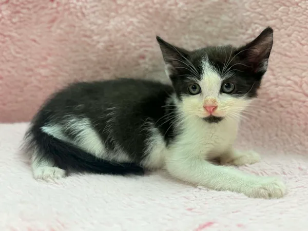 Kot do adopcji, Bydgoszcz, 7 lipca 2026