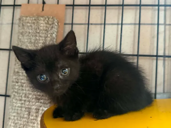 Kot do adopcji, Bydgoszcz, 7 lipca 2026