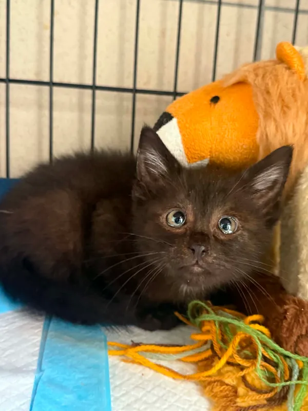 Kot do adopcji, Bydgoszcz, 7 lipca 2026