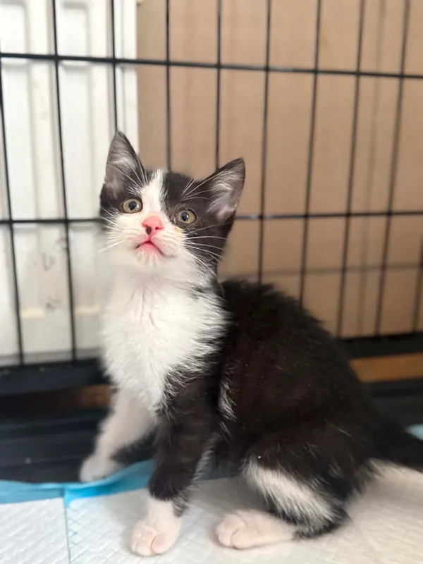 Kot do adopcji, Bydgoszcz, 7 lipca 2026