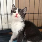 Kot do adopcji