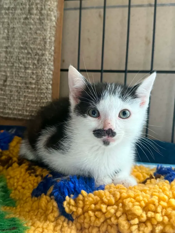 Kot do adopcji, Bydgoszcz, 7 lipca 2026