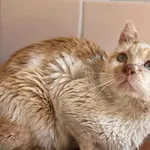 Kot do adopcji