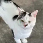 Kot do adopcji