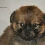 Pies do adopcji