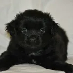 Pies do adopcji