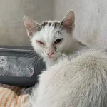 Znaleziono kota