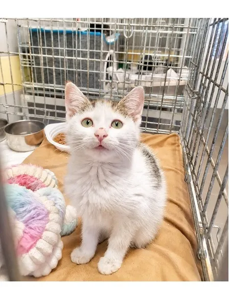 Kot do adopcji, Wrocław, 4 lipca 2026
