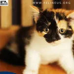 Kot do adopcji
