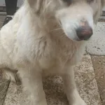 Pies do adopcji