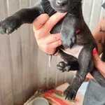 Pies do adopcji
