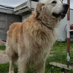 Pies do adopcji