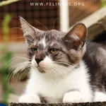 Kot do adopcji