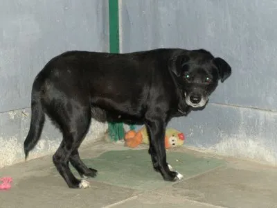 Pies do adopcji, Pabianice, 9 lipca 2026