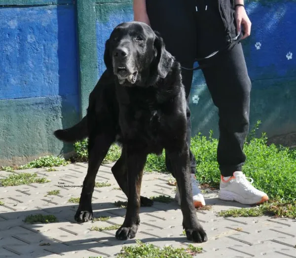 Pies do adopcji, Nowy Dwór Mazowiecki, 9 lipca 2026 (2/5)
