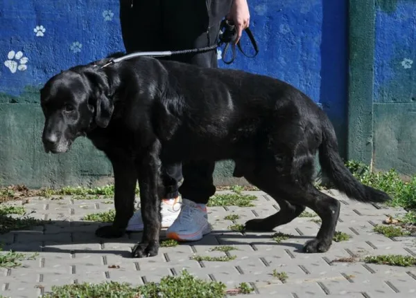 Pies do adopcji, Nowy Dwór Mazowiecki, 9 lipca 2026 (3/5)