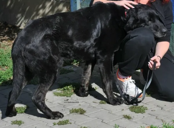 Pies do adopcji, Nowy Dwór Mazowiecki, 9 lipca 2026 (5/5)