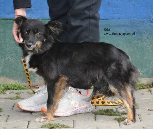 Pies do adopcji, Nowy Dwór Mazowiecki, 9 lipca 2026 (3/5)