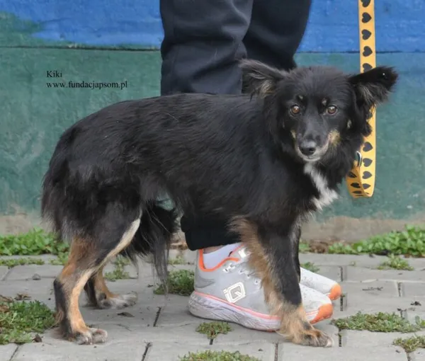 Pies do adopcji, Nowy Dwór Mazowiecki, 9 lipca 2026 (4/5)