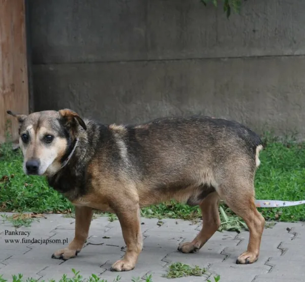 Pies do adopcji, Nowy Dwór Mazowiecki, 9 lipca 2026 (2/5)