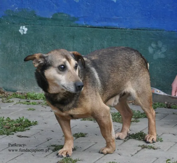 Pies do adopcji, Nowy Dwór Mazowiecki, 9 lipca 2026 (4/5)