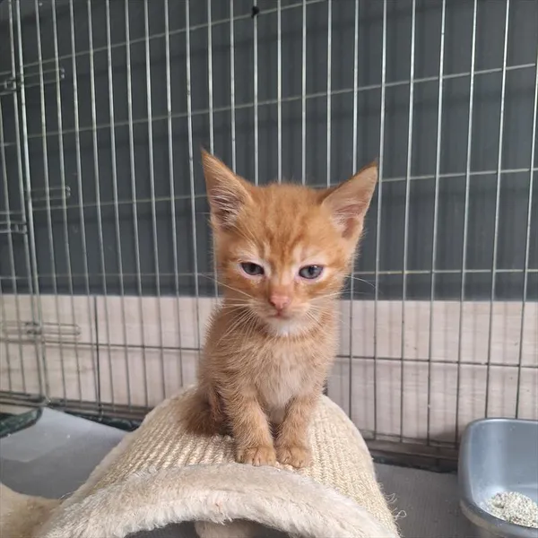 Kot do adopcji, Racibórz, 3 lipca 2026
