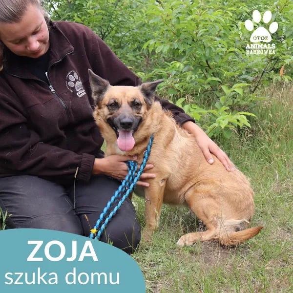 Pies do adopcji, Dąbrówka, 10 lipca 2026 (2/4)