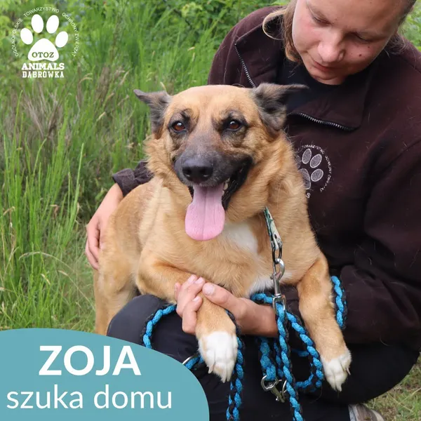 Pies do adopcji, Dąbrówka, 10 lipca 2026 (3/4)